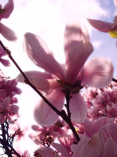 Hermosas flores de magnolia rosa