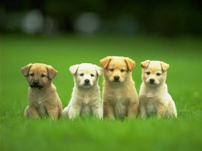 Cachorros Lindos en Césped Verde