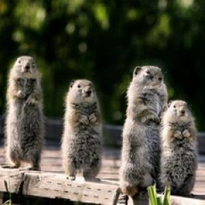 Animales Lindos de Pie