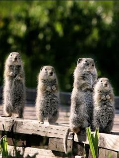 Animales Lindos de Pie