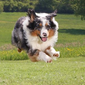Perro Juguetón en Acción