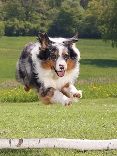 Perro Juguetón en Acción