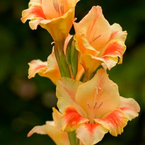 Hermosas Flores de Gladiolo