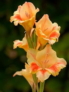 Hermosas Flores de Gladiolo