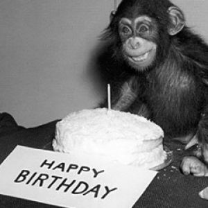 Celebración de cumpleaños con un mono