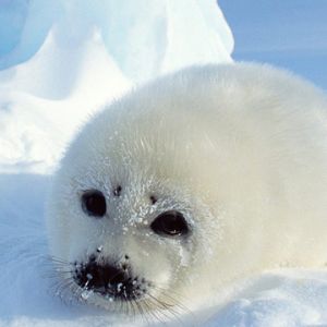 Foca Bebé Linda en el Hielo