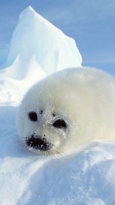 Foca Bebé Linda en el Hielo