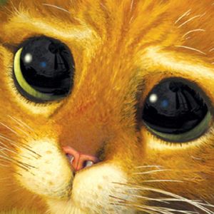 Gato Adorable con Ojos Grandes