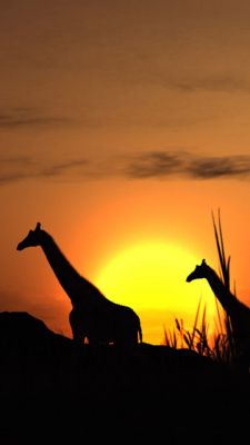 Silhouette de Jirafas al Atardecer