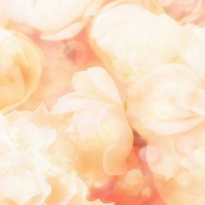 Fondo de Rosas Rosadas Suaves