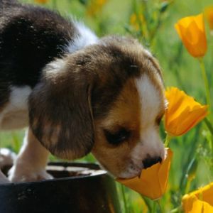 Cachorro Bonito en Flores