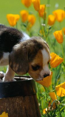 Cachorro Bonito en Flores