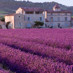 Campos de Lavanda y Casa Rústica