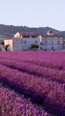 Campos de Lavanda y Casa Rústica