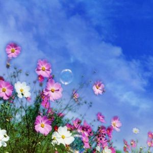Campo de Flores Coloridas