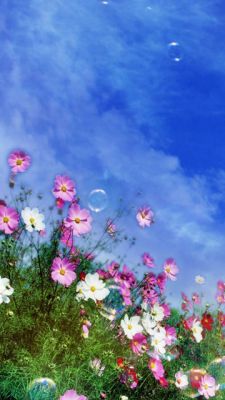 Campo de Flores Coloridas