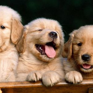 Cachorros de Golden Retriever