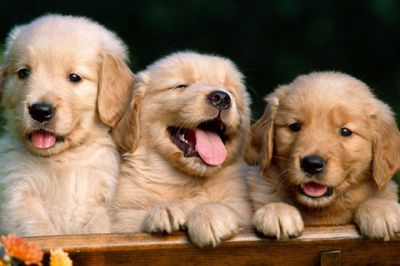 Cachorros de Golden Retriever