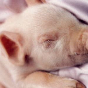 Tierno Lechón Durmiendo