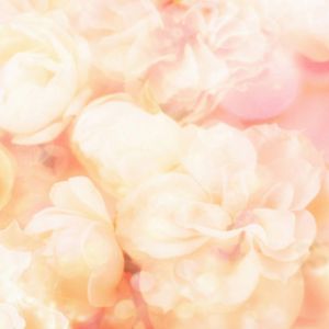 Fondo Floral Rosa Suave