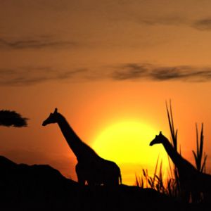 Silhouette de Jirafas al Atardecer