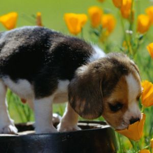 Cachorro Bonito en Flores