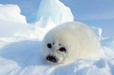 Foca Bebé Linda en el Hielo
