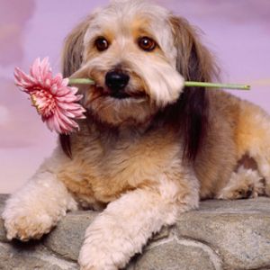 Perro Bonito con Flor
