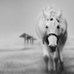 Majestuoso Caballo Blanco