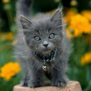 Gatito Gris Adorable