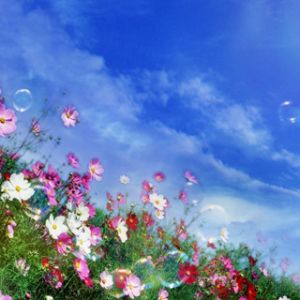 Campo de Flores Coloridas