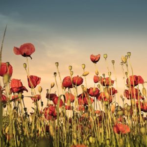 Campo de Amapolas Vibrantes