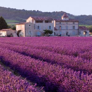 Campos de Lavanda y Casa Rústica