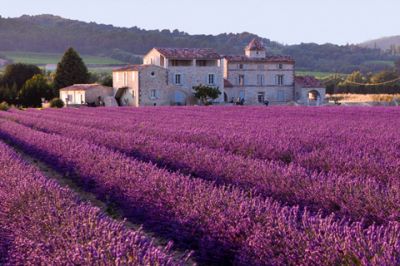 Campos de Lavanda y Casa Rústica