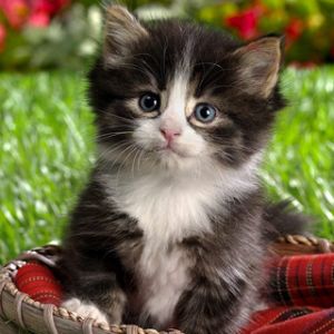 Gatito Adorable en una Canasta
