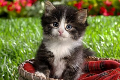 Gatito Adorable en una Canasta