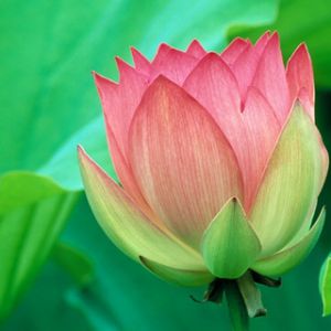 Hermosa flor de loto rosa