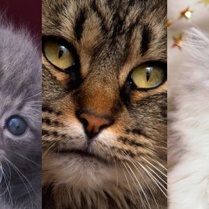 Colección de Gatos Lindos