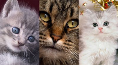 Colección de Gatos Lindos