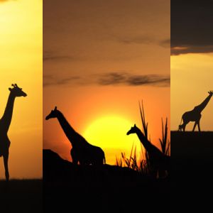 Jirafas Silueteadas al Atardecer