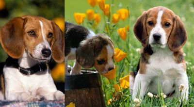 Cachorros Beagle Adorables
