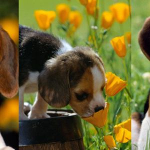 Adorables Cachorros Beagle