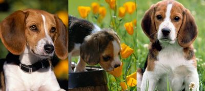 Adorables Cachorros Beagle