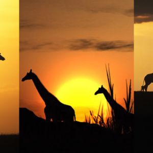 Silhouette de Jirafas al Atardecer