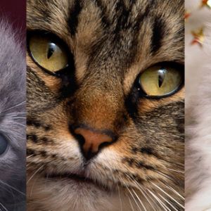 Colección de Gatos Lindos