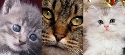Colección de Gatos Lindos