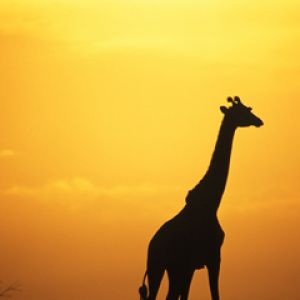 Silueta de Jirafa al Atardecer