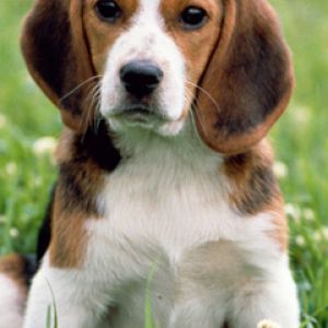 Adorable Cachorro Beagle