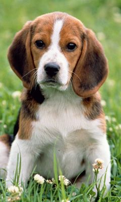 Adorable Cachorro Beagle