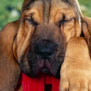 Perro Durmiendo Adorable